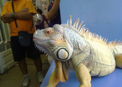 Iguana uriasa